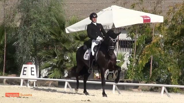 Dressage - Kur Intermedia I - Poeta de Susaeta - Fei - Andalusian horses смотреть онлайн