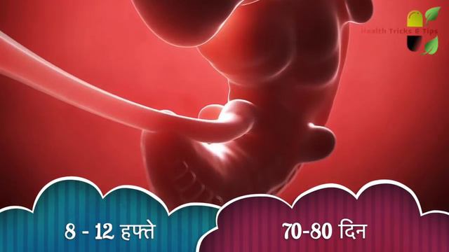 गर्भ में शिशु का लिंग कब तक बनता है || When is Baby Gender formation in womb completed смотреть онлайн