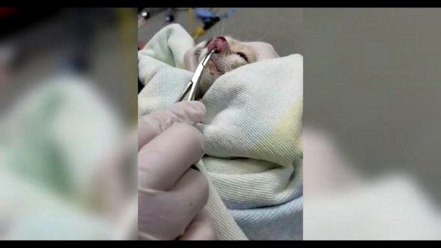 То, что извлекли из носа котёнка, напугало даже опытных ветеринаров. Это надо видеть! смотреть онлайн