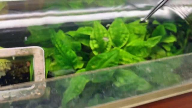 Корм для рыб Аквариус Акваріус НЕ рекомендую, из зоомагазина Лап-Усик смотреть онлайн