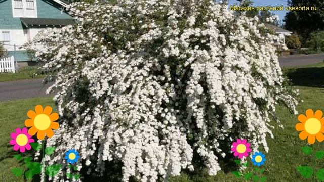 Спирея ниппонская Сноумунд. Краткий обзор, описание характеристик spiraea nipponica Snowmound смотреть онлайн
