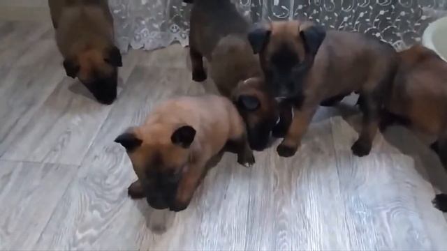 Щенки бельгийской овчарки Малинуа) смотреть онлайн