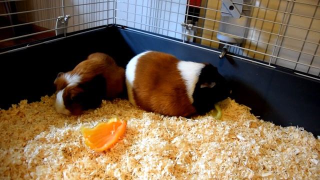 Тайная жизнь домашних животных?The Secret Life of Pets?Guinea pigs смотреть онлайн