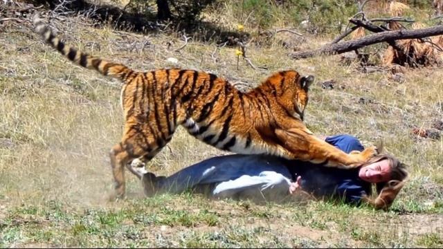 10 ФАКТОВ О САМОЙ КРУПНОЙ КОШКЕ НА ЗЕМЛЕ - ТИГРЕ смотреть онлайн