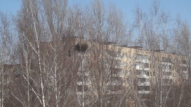 Сороки строят гнездо (26 марта) смотреть онлайн