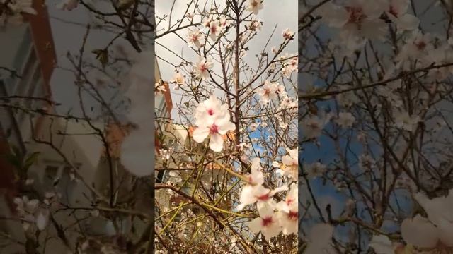 Миндальное дерево цветёт в Анталии. смотреть онлайн
