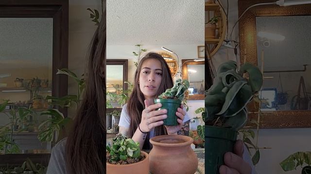 Hoya Compacta - Hindu Rope Plant Care смотреть онлайн