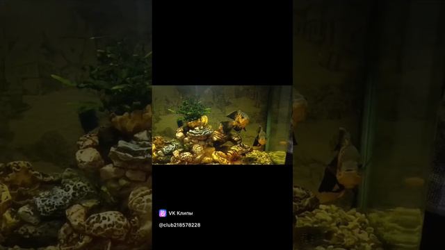 #астронотус #аквариум #fish #aquarium #рыбки #аквариумные #цихлиды #рыбки #аквариумдома смотреть онлайн