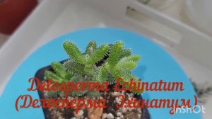 Виды суккулентов. Обзор моей коллекции.