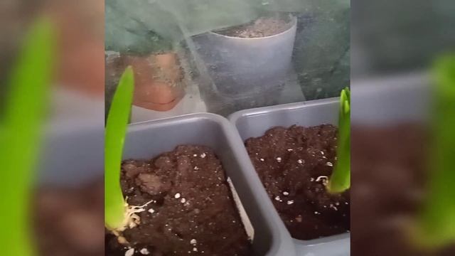 Scilla Peruviana / Сцилла перуанская