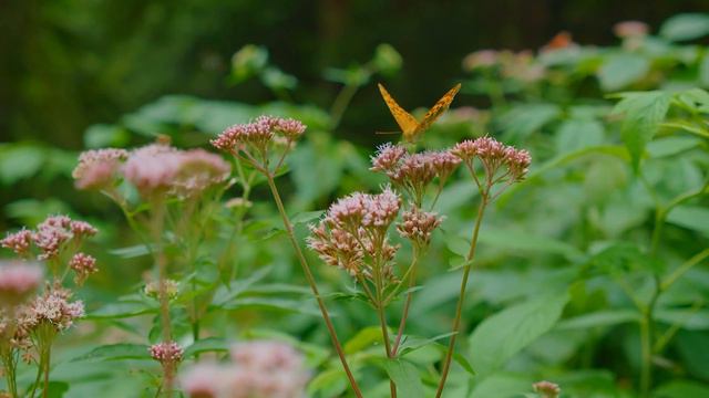 Музыка лечит сердце и сосуды🌿 Успокаивающая музыка восстанавливает нервную систему,расслабляющая смотреть онлайн