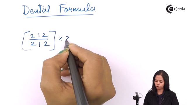 What Is Dental Formula - Human Digestive System - Biology Class 11 смотреть онлайн