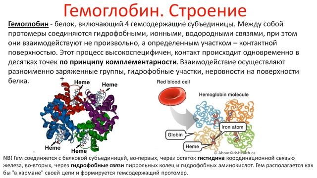 Биохимия. Лекция 5. Гемоглобин. Миоглобин. смотреть онлайн