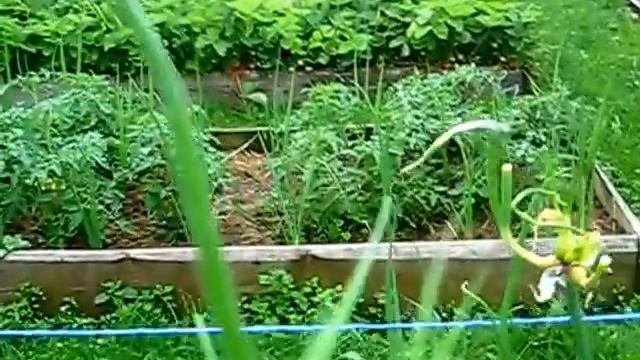 лук живородящий 1 смотреть онлайн