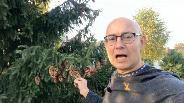 Время собирать шишки. Новогодний сезон открываем в октябре! смотреть онлайн