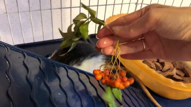 Крысы знакомятся с рябиной смотреть онлайн