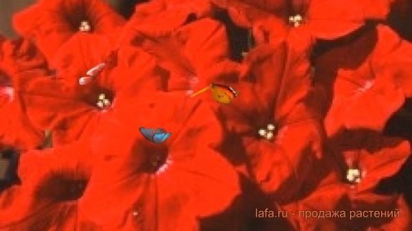 Петуния полуампельная Нуволари Ред (nuvolari red) ? обзор: как сажать, семена петунии Нуволари Ред