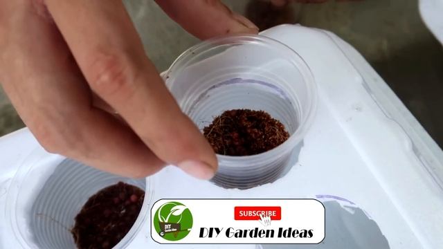 How To Grow Coriander In Styrofoam Box With Water | Growing Coriander From Seed