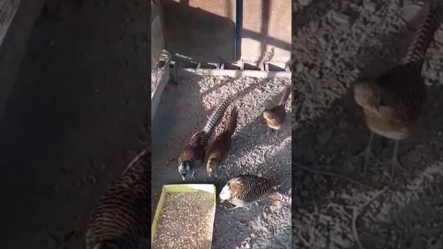 Алмазный фазан молодняк этого года смотреть онлайн