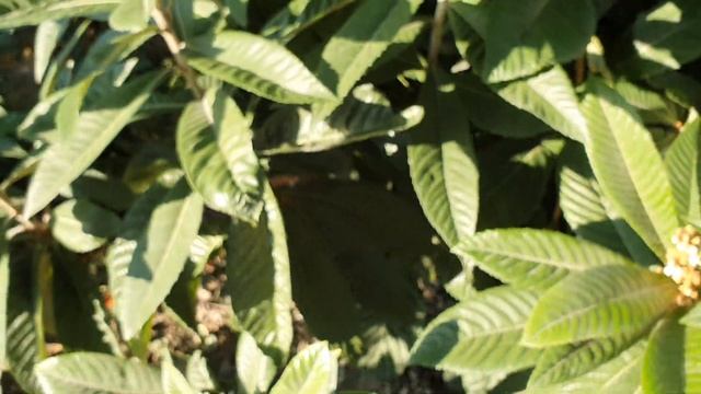 ГЕЛЕНДЖИК! ЗИМА НАЧАЛАСЬ С ЦВЕТЕНИЯ МУШМУЛЫ! 5.12.2020! смотреть онлайн