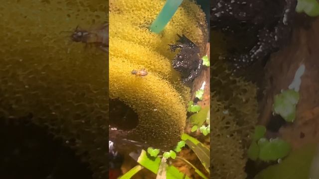 Кормление лягушки живым сверчком смотреть онлайн