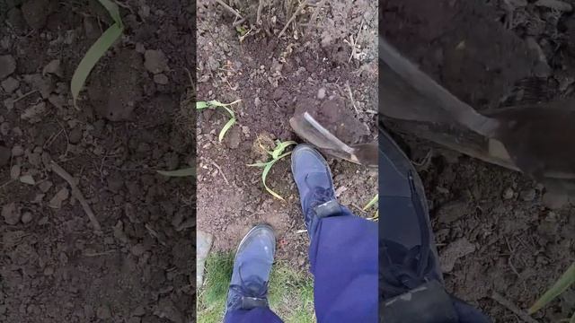 Пересадка чеснока весной смотреть онлайн