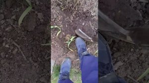 Пересадка чеснока весной