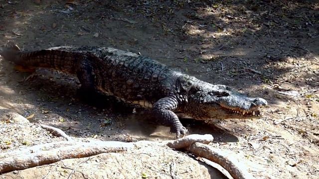 MEGALANIA - The Biggest Lizard That Ever Lived