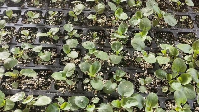 Плюси та мінуси присипання перлітом насінин анютиних глазок смотреть онлайн