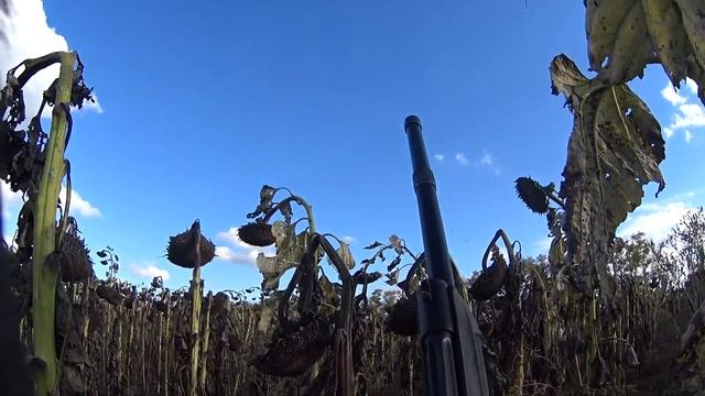 Охота на голубя.Сайга 12. смотреть онлайн