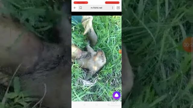 ржака как сурок байбак орёт :) смотреть онлайн