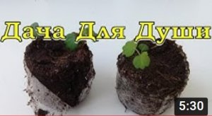 КЛУБНИКА в торфяных таблетках - ЭТО ПРОСТО!???