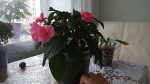 БАЛЬЗАМИН НОВОГВИНЕЙСКИЙ. Уход и размножение. New Guinea Impatiens.