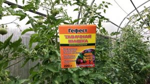 БЕЛОКРЫЛКА ИСЧЕЗАЕТ ОТ ЭТОГО ЧУДО-СРЕДСТВА