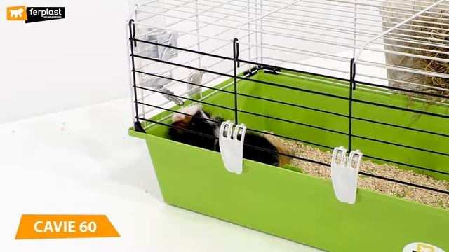 Guinea pigs: how many different species are there? смотреть онлайн