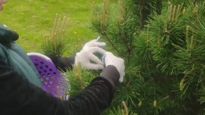 Прищипка свечек на сосне обыкновенной. Формировка кроны