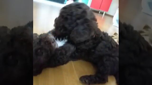 Той-пудель. темперамент той-пуделя. уход за той-пуделями смотреть онлайн