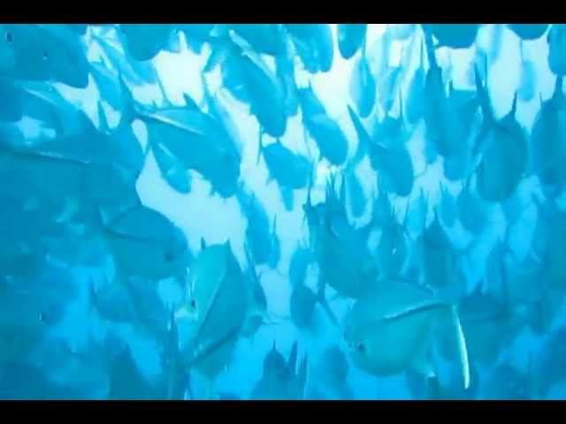 Jack fish and ... смотреть онлайн