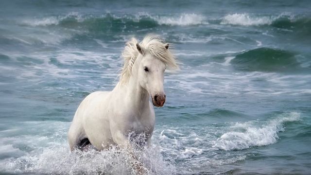 ДРАКОН. Восточный гороскоп. Совместимость со знаками смотреть онлайн