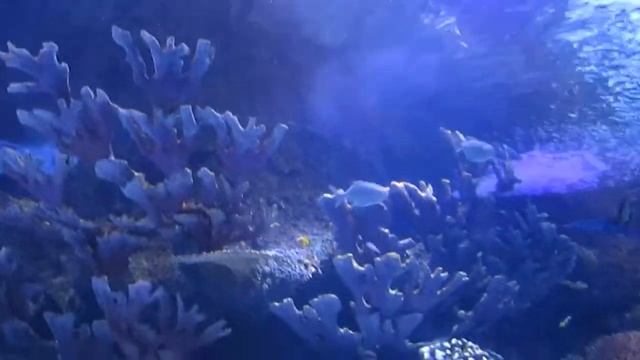 Okeanarium - Antalya (Turkey), Океанариум Анталии - 2014г. смотреть онлайн