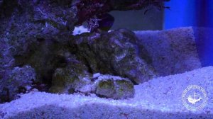 Видеоурок "Биология. Аквариумы. Симбиоз"