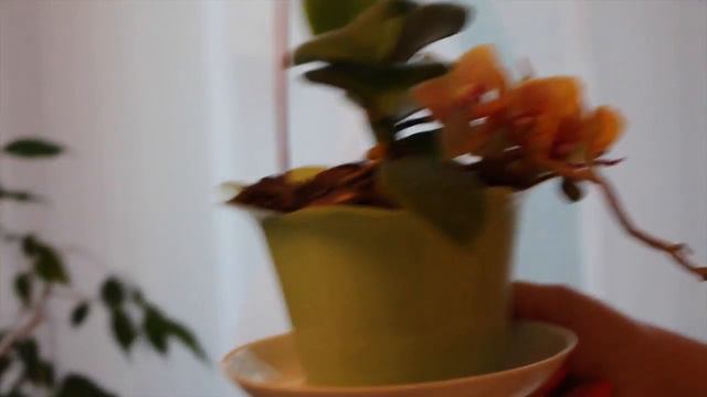 КАК ПОЖИВАЕТ ФАЛЕНОПСИС ПОСЛЕ РЕАНИМАЦИИ В СУБСТРАТЕ С ДОБАВКОЙ ЗЕМЛИ #фаленопсис #oldenburgru#79 смотреть онлайн