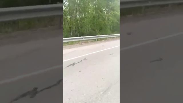 "Медведь вышел на трассу...." (Дальний Восток) смотреть онлайн