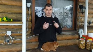 Уколы кроликам, как делать и куда, видео