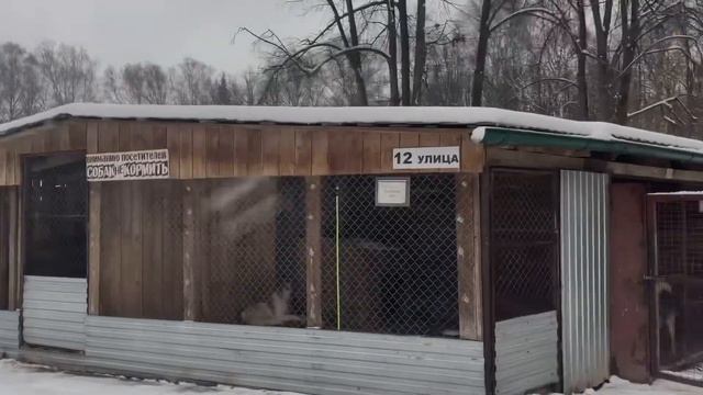Поездка в приют «Кот и пес» г.ижевск смотреть онлайн