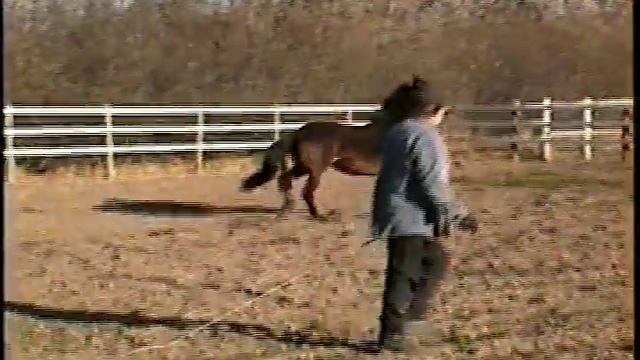 Damita WHF 2009 Friesian Sporthorse Filly смотреть онлайн