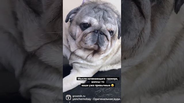 Мысли начинающего грумера. #грумер #обучениегрумингу #курсыгруминга #школагруминга # мопс смотреть онлайн