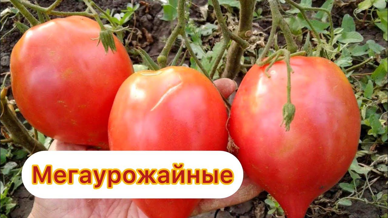 ЛЮБИМЫЕ сорта ТОМАТОВ, обязательно посажу в 2024 году, урожайные, ничем не болеют! смотреть онлайн