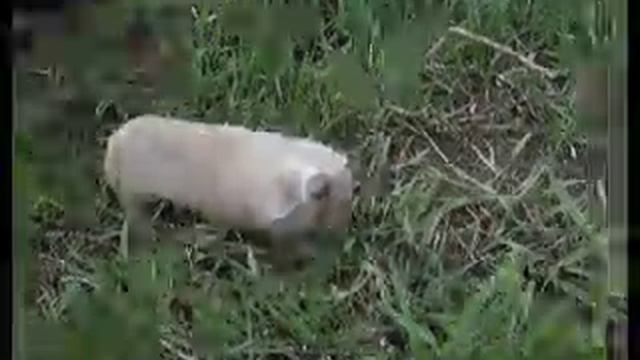 Слепыш, Spalax microphthalmus, Mole-Rat смотреть онлайн