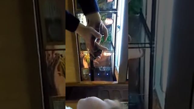 Ручная королевская синалойская змея смотреть онлайн